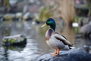 ai gerado charlatão elegância uma hipnotizante fechar-se do uma gracioso pato. foto