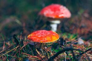 dois amanita muscaria, conhecido Como a mosca agárico ou mosca amanita. cura e medicinal cogumelo com vermelho boné crescendo dentro floresta. pode estar usava para micro dosagem, espiritual práticas e xamã rituais foto