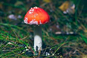 jovem amanita muscaria, conhecido Como a mosca agárico ou mosca amanita. cura e medicinal cogumelo com vermelho boné crescendo dentro floresta. pode estar usava para micro dosagem, espiritual práticas e xamã rituais foto