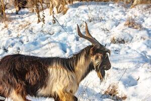 rebanho do cabras dentro a neve. bode rebanho dentro inverno. foto