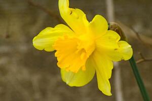 flores narciso amarelo foto