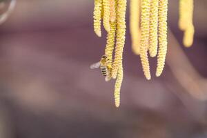 polinização de abelhas brincos avelã. floração avelã avelã. foto
