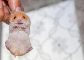 hamster dentro mão. hamster aguarde a nuca. hamster mantido com dedos foto