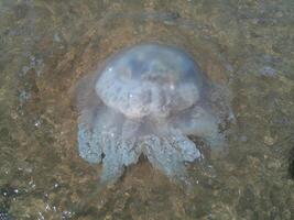 morto medusa dentro a raso águas do Beira Mar. medusa rizostômios foto