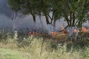 fogo dentro a floresta. fogo e fumaça dentro a floresta lixo. a Relva é queimando dentro a floresta. floresta incêndios foto