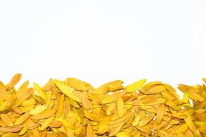 gleditsia triacantos, amarelo folhas foto