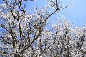 Damasco flores em árvore galhos. Primavera floração jardim. foto