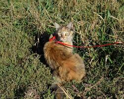 Mainecoon gato, gigante maine coon gato. Reprodução do de raça pura gatos às casa foto