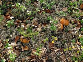 comestível cogumelos dentro a floresta lixo. cogumelos dentro a floresta-t foto