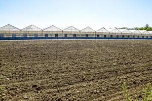 policarbonato estufas. estufa complexo. estufas para crescendo legumes debaixo a fechadas terra foto