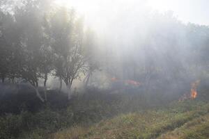 fogo dentro a floresta. fogo e fumaça dentro a floresta lixo. a Relva é queimando dentro a floresta. floresta incêndios foto