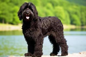 ai gerado de raça pura de raça pura lindo cachorro procriar cao de agua Português água. foto