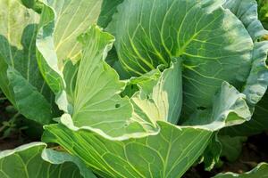 verde repolho crescido para venda dentro vegetal mercados é a orgânico vegetal crescido de agricultores para comercial usar e é consumido Como uma popular Comida por aí a mundo. foto