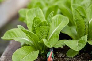 verde alface folhas dentro a vegetal campo. jardinagem fundo com verde salada plantas dentro a chão. bio vegetais, orgânico agricultura conceito. foto