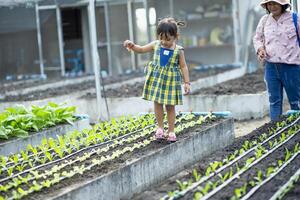 uma mãe e filha Veja às a alface mudas este ter fui plantado dentro a vegetal jardim. foto