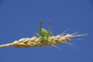 isófia. gafanhoto é a isofia em uma trigo espigueta. isófia uma foto