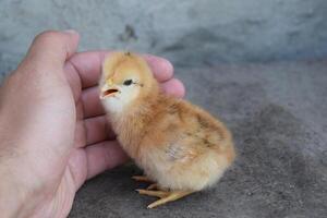 frango dentro uma Palma foto