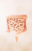 intestinal trato com digestivo saúde conceito, 3d Renderização. foto