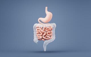 estômago e intestinal trato, 3d Renderização. foto