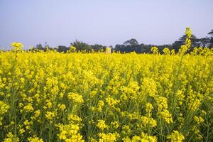 lindo floral panorama Visão do colza dentro uma campo com azul céu dentro a campo do Bangladesh foto