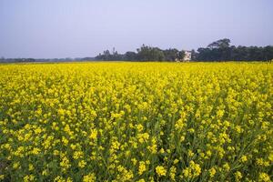 lindo floral panorama Visão do colza dentro uma campo com azul céu dentro a campo do Bangladesh foto