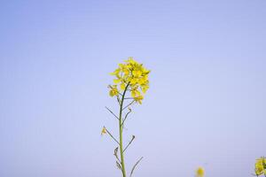 fechar-se foco uma lindo florescendo amarelo colza flor com azul céu embaçado fundo foto