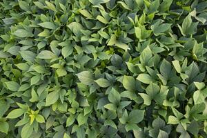 verde folhas padronizar textura fundo do a doce batata plantar dentro a campo campo do Bangladesh foto