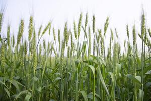 fechar-se verde trigo Espinho grão dentro a campo foto