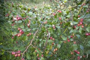 fruta árvore com verde vermelho jujuba frutas ou maçã kul boroi dentro a jardim foto