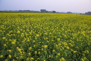 lindo floral panorama Visão do colza dentro uma campo com azul céu dentro a campo do Bangladesh foto