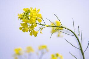 fechar-se foco uma lindo florescendo amarelo colza flor com azul céu embaçado fundo foto