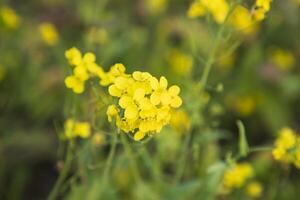 fechar-se foco uma lindo florescendo amarelo colza flor com embaçado fundo foto
