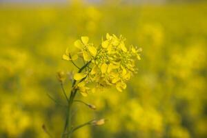 fechar-se foco uma lindo florescendo amarelo colza flor com embaçado fundo foto