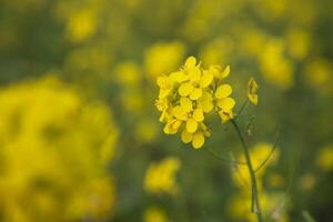 fechar-se foco uma lindo florescendo amarelo colza flor com embaçado fundo foto