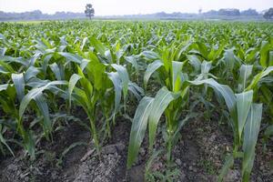 agricultura milho Campos crescendo dentro a colheita campo do Bangladesh foto