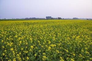 lindo floral panorama Visão do colza dentro uma campo com azul céu dentro a campo do Bangladesh foto