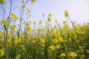 ao ar livre amarelo colza flores campo campo do Bangladesh foto