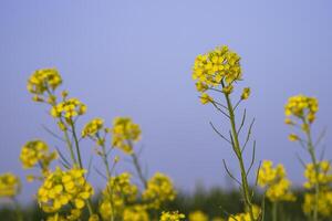 fechar-se foco uma lindo florescendo amarelo colza flor com azul céu embaçado fundo foto