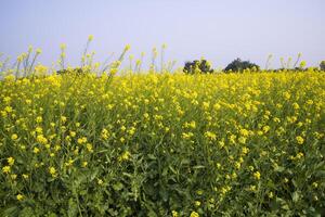 ao ar livre amarelo colza flores campo campo do Bangladesh foto