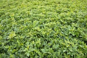 verde folhas padronizar textura fundo do a doce batata plantar dentro a campo campo do Bangladesh foto