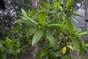 fechar-se Visão do ervas folhas justicia adhatoda, comumente conhecido dentro Inglês Como malabar noz, adulsa, adhatoda, vasa, Vasaka, é uma medicinal plantar nativo para Ásia foto