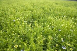 florescendo branco Nigella sativa flores dentro a campo. topo Visão textura fundo foto