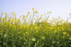 ao ar livre amarelo colza flores campo campo do Bangladesh foto