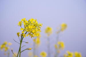 fechar-se foco uma lindo florescendo amarelo colza flor com azul céu embaçado fundo foto