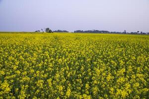 lindo floral panorama Visão do colza dentro uma campo com azul céu dentro a campo do Bangladesh foto