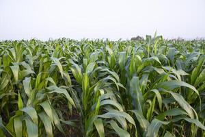 agricultura milho Campos crescendo dentro a colheita campo do Bangladesh foto