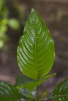 fechar-se Visão do ervas folhas justicia adhatoda, comumente conhecido dentro Inglês Como malabar noz, adulsa, adhatoda, vasa, Vasaka, é uma medicinal plantar nativo para Ásia foto