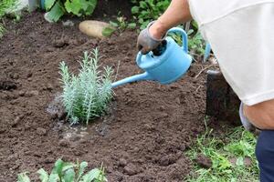 uma homem águas só uma plantado lavanda arbusto dentro uma jardim cama - masculino mão, fechar-se, horizontal foto. jardinagem, hobbies, plantar Cuidado, jardinagem, aposentadoria foto