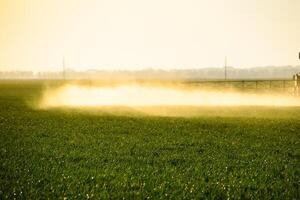 jatos do líquido fertilizante a partir de a trator pulverizador. foto