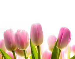 arte tulipa Primavera flores dentro a luz solar foto